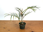 Philodendron Tortum