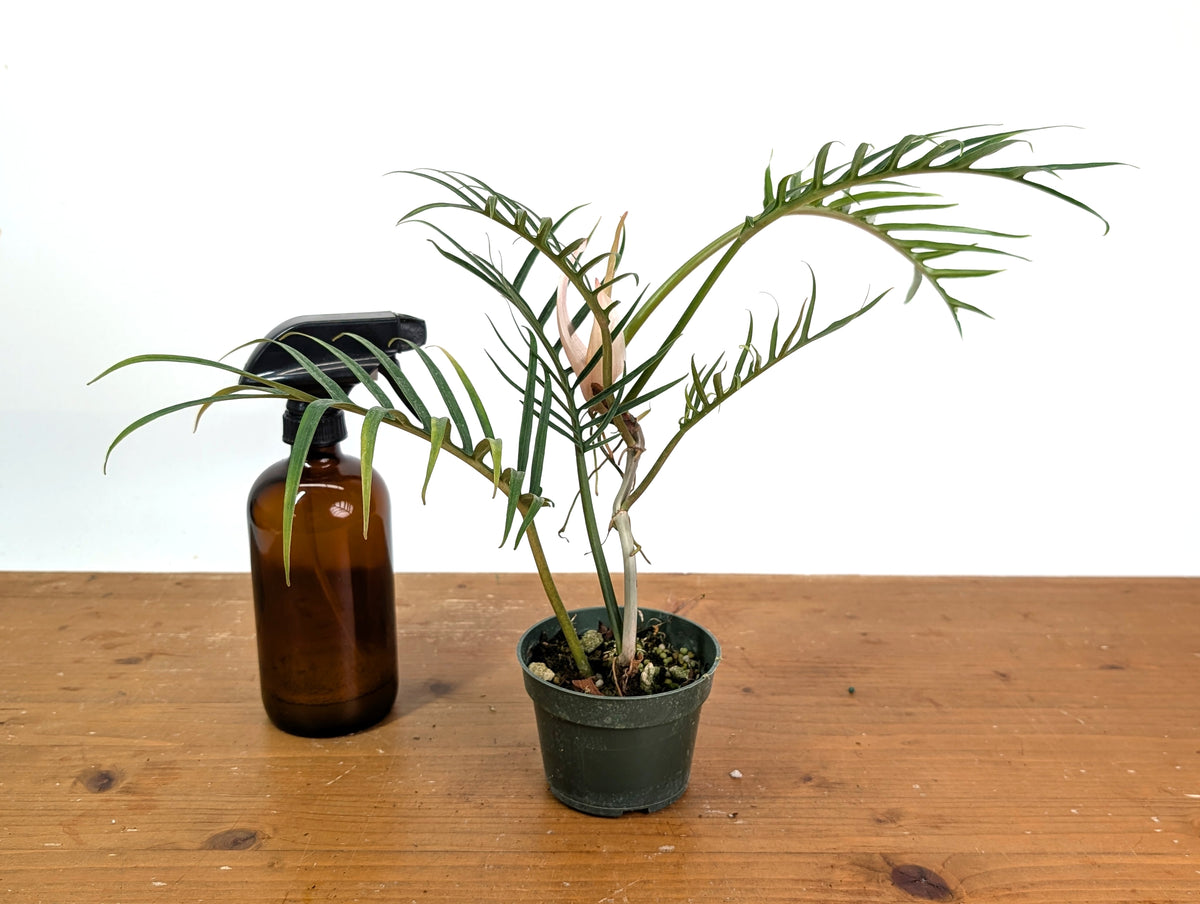Philodendron Tortum