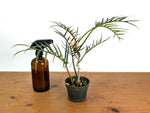 Philodendron Tortum