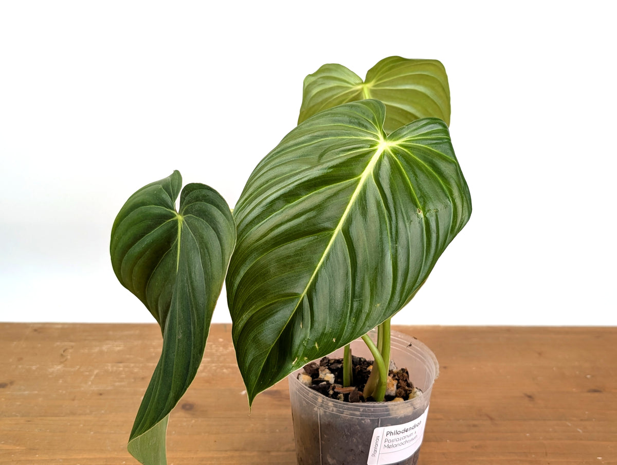 Philodendron Pastazanum x Melanochrysum