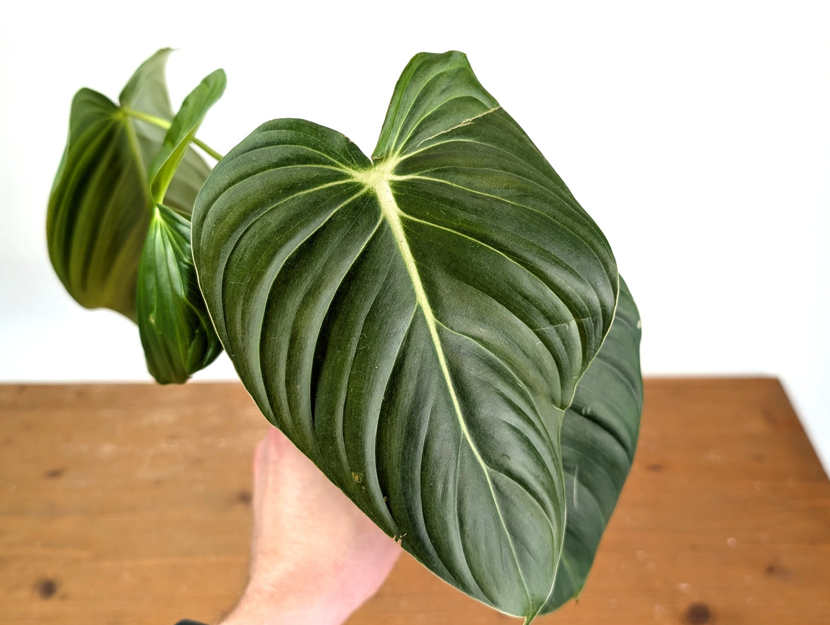 Philodendron Pastazanum x Melanochrysum