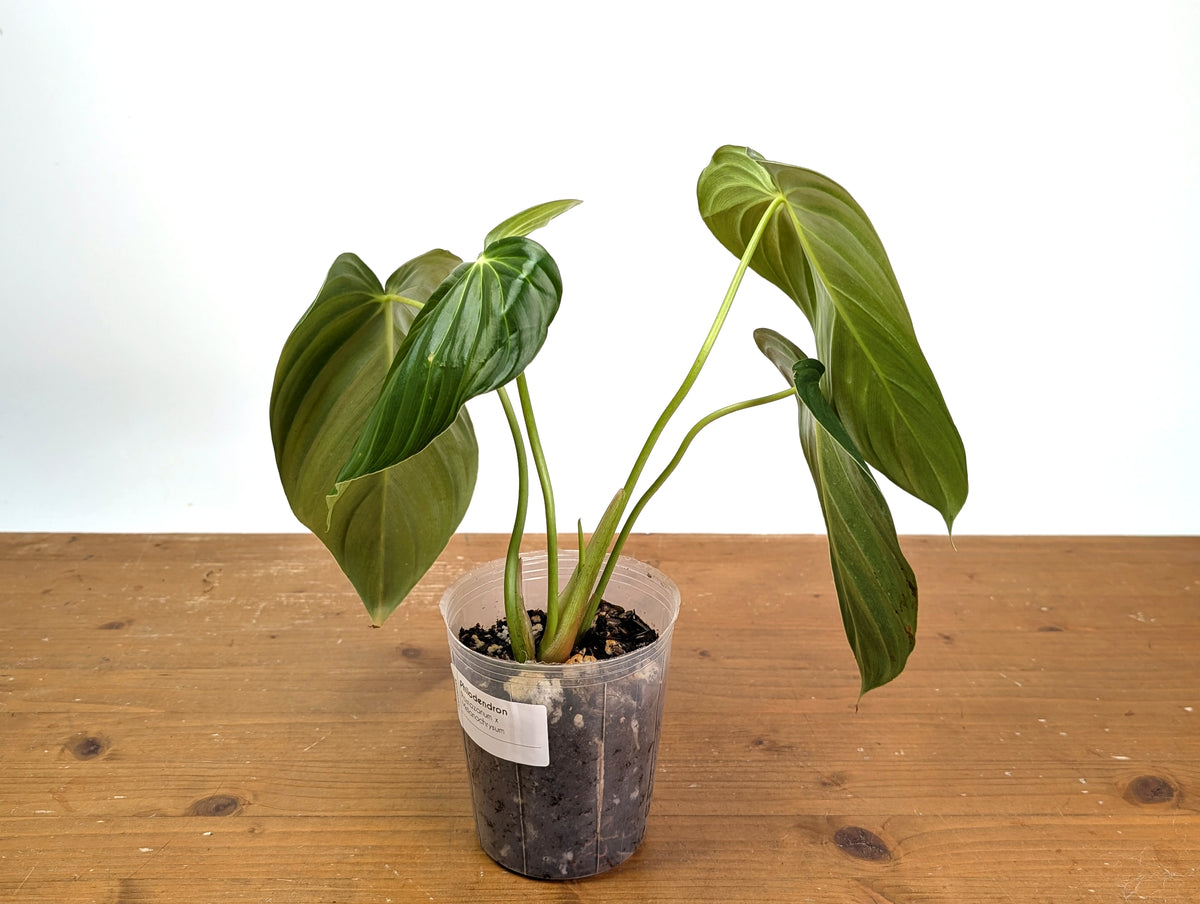 Philodendron Pastazanum x Melanochrysum
