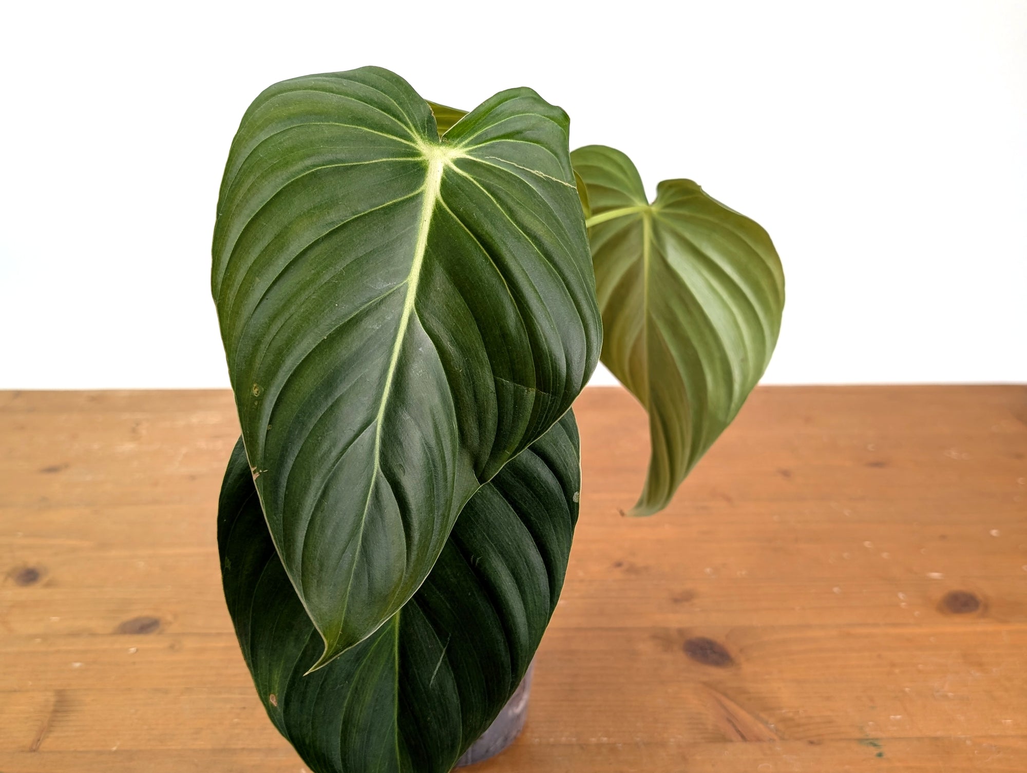 is philodendron pastazanum a crawler Philodendron Pastazanum x Melanochrysum – Plantamani Plants