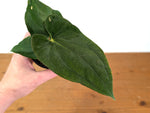 Anthurium Kunayalense x Papillilaminum