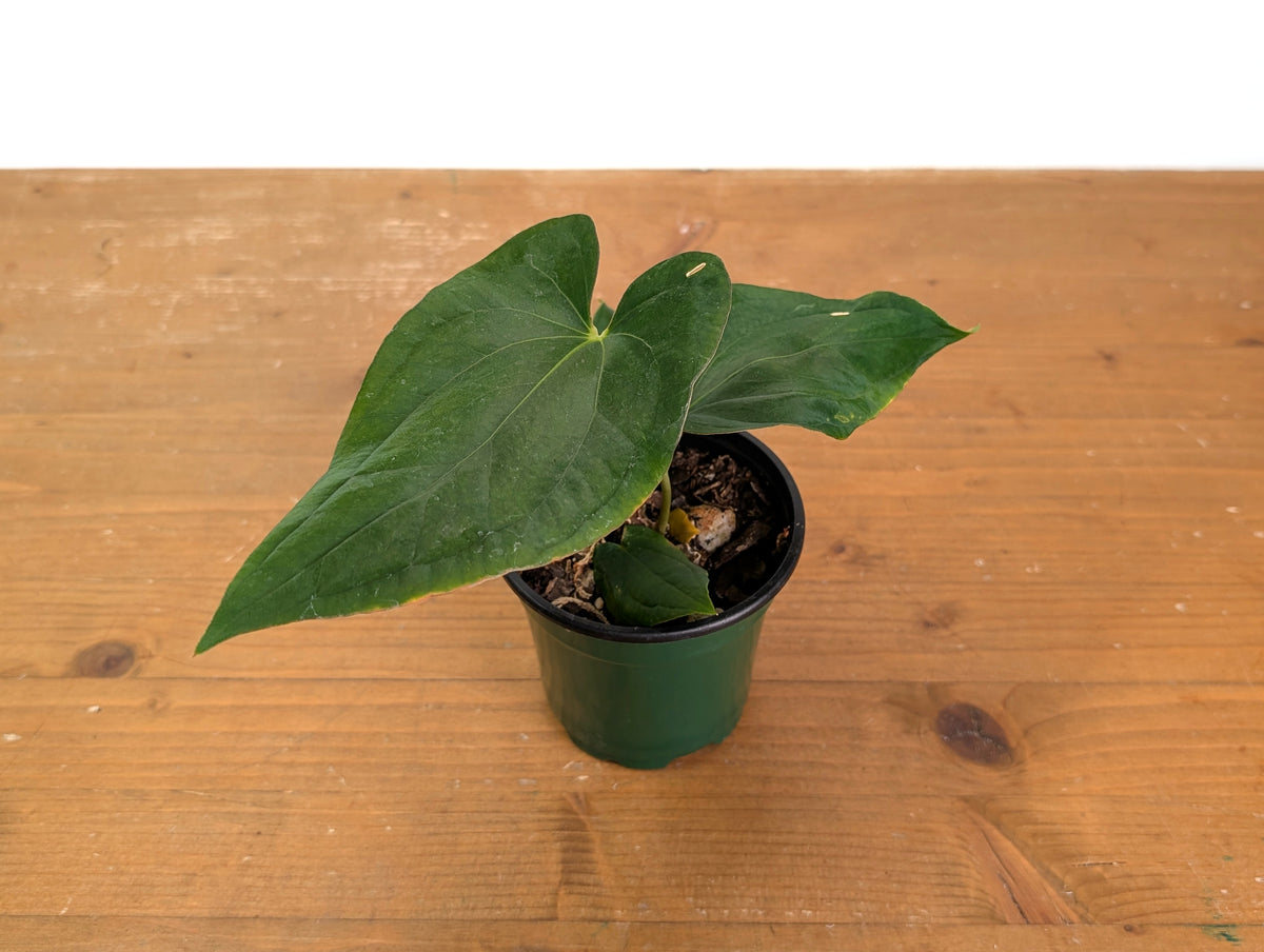 Anthurium Kunayalense x Papillilaminum