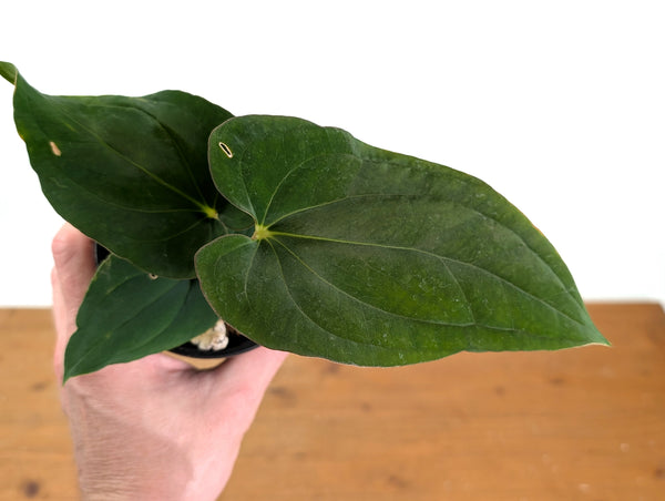 Anthurium Kunayalense x Papillilaminum