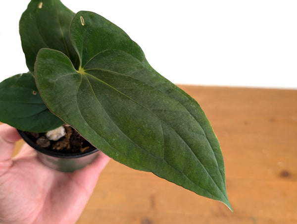 Anthurium Kunayalense x Papillilaminum