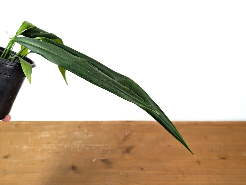 Anthurium Perangustum cf