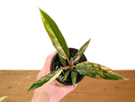 Philodendron Caramel Marble Variegated