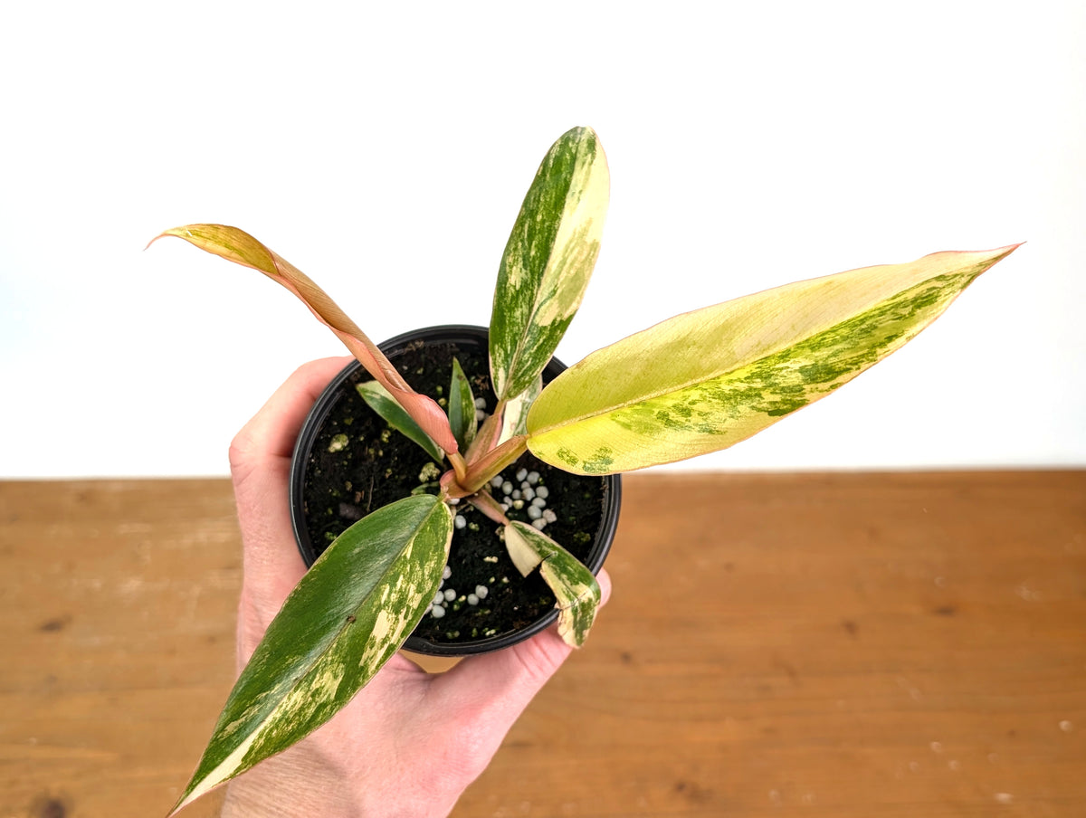 Philodendron Caramel Marble Variegated
