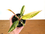 Philodendron Caramel Marble Variegated