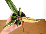 Philodendron Caramel Marble Variegated