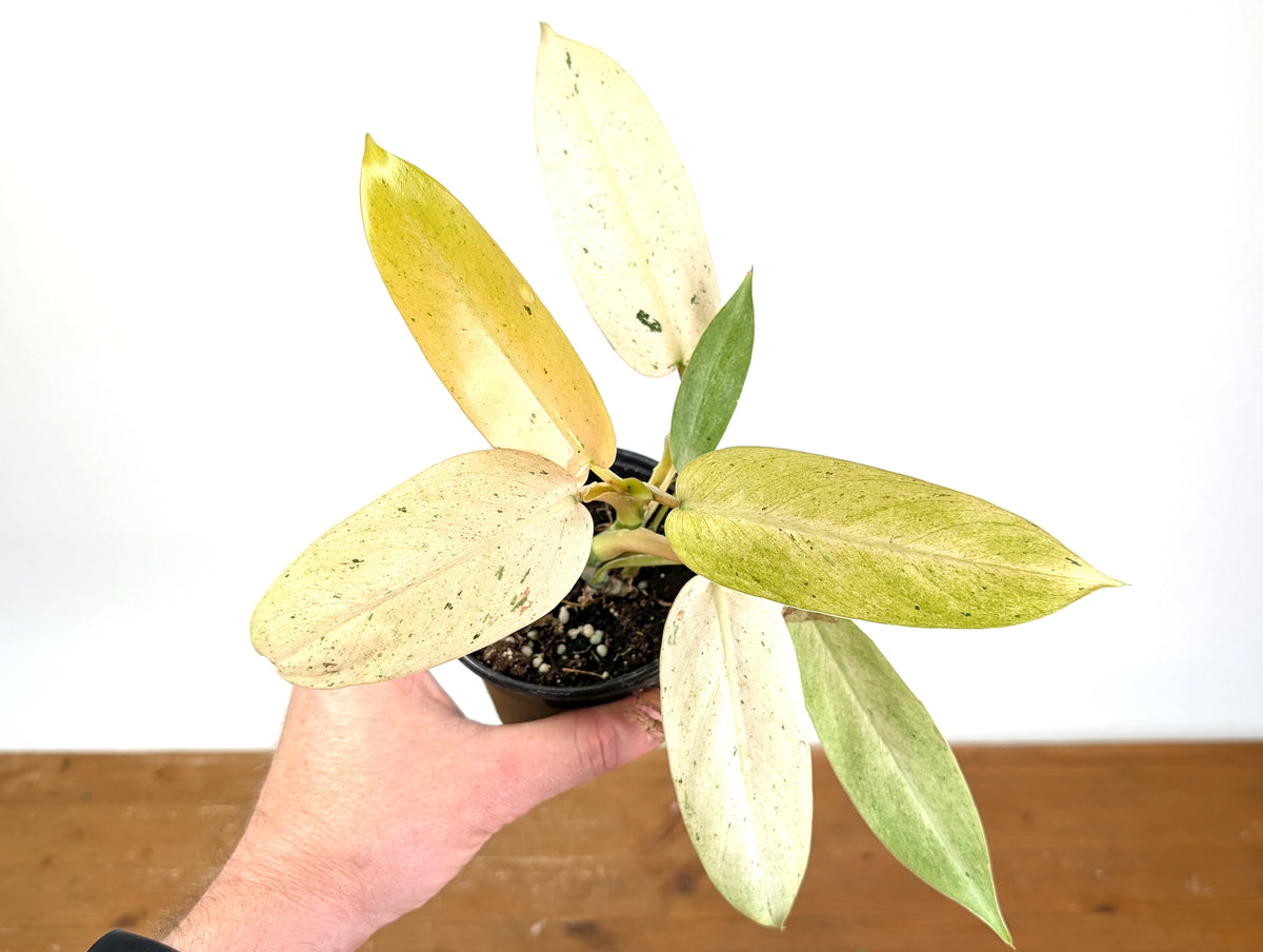 Philodendron Whipple Way Variegated