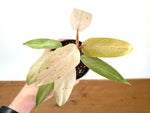 Philodendron Whipple Way Variegated