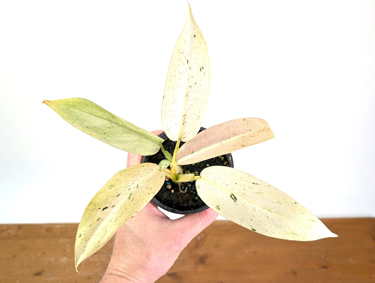 Philodendron Whipple Way Variegated