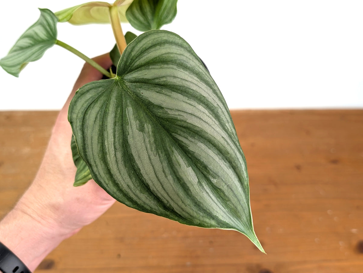 Philodendron Pastazanum x Plowmanii