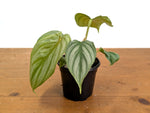 Philodendron Pastazanum x Plowmanii