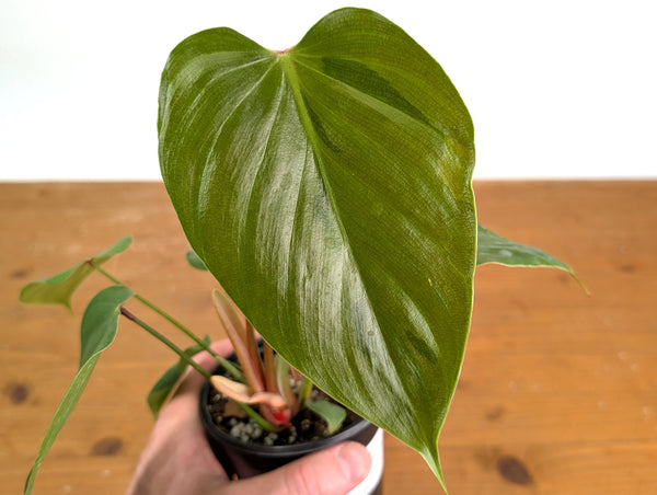Philodendron Lynamii - Exact Plant #16A