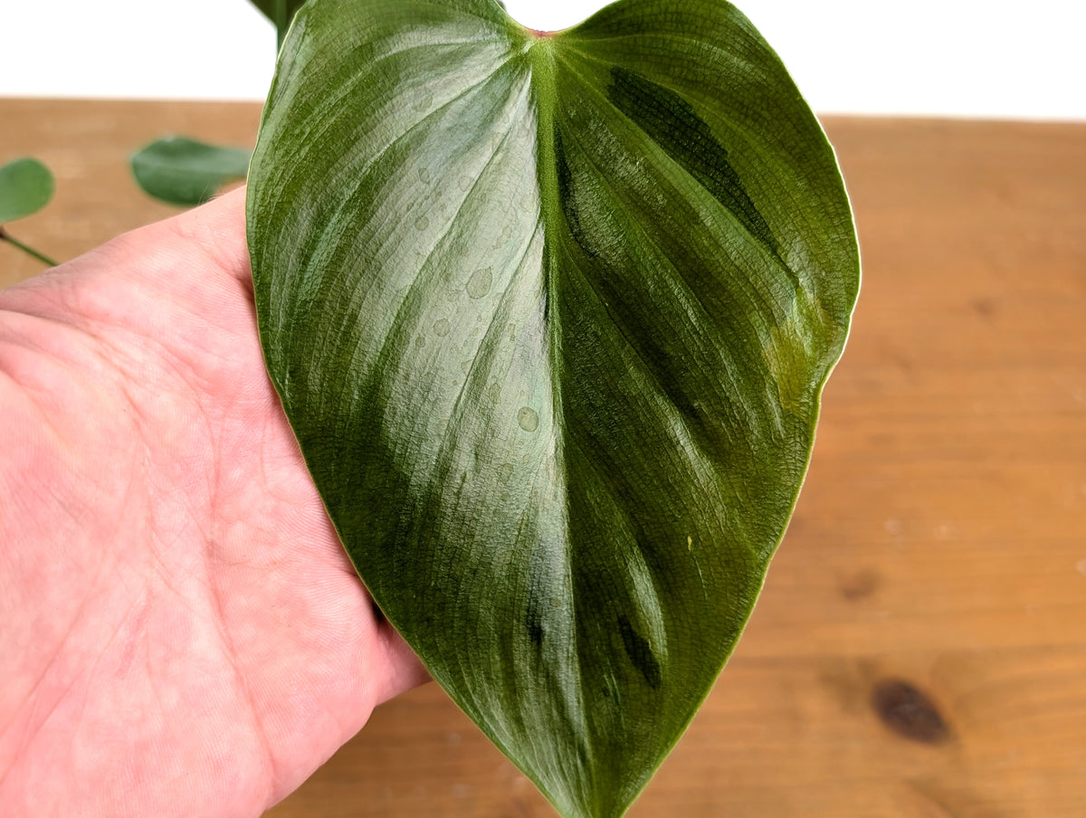 Philodendron Lynamii - Exact Plant #16A