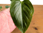 Philodendron Lynamii - Exact Plant #16A