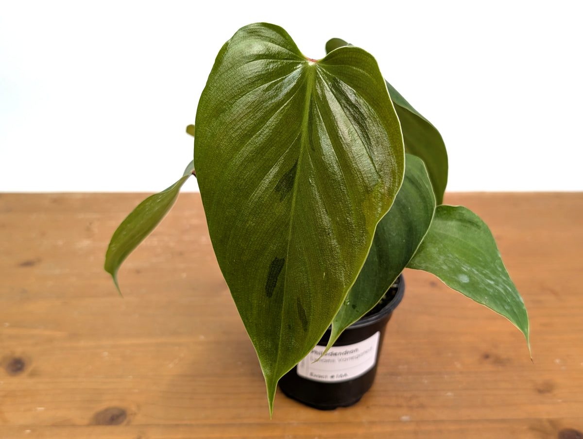 Philodendron Lynamii - Exact Plant #16A