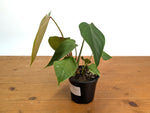 Philodendron Lynamii - Exact Plant #16A