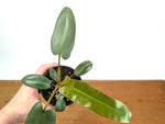 Philodendron Atabapoense