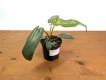 Philodendron Atabapoense