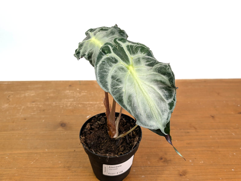 Alocasia Venom
