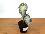 Alocasia Venom