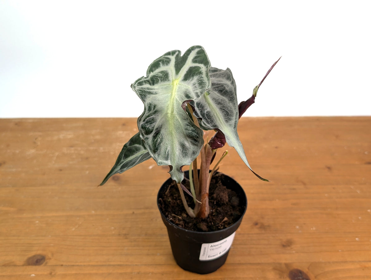 Alocasia Venom