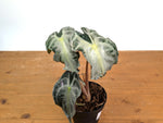 Alocasia Venom