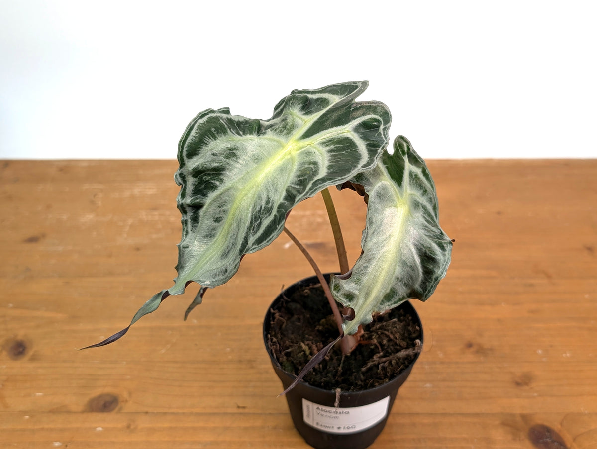 Alocasia Venom