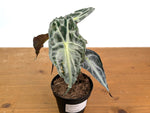 Alocasia Venom