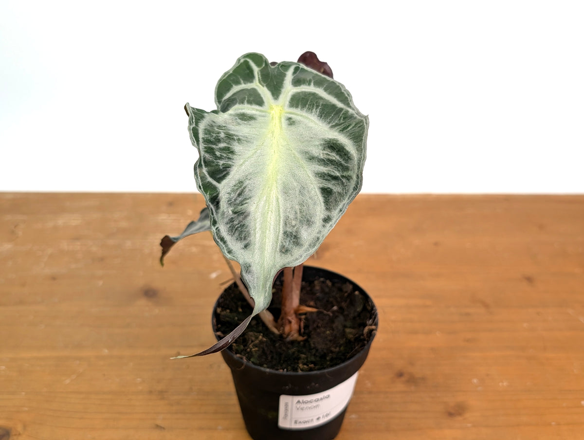 Alocasia Venom