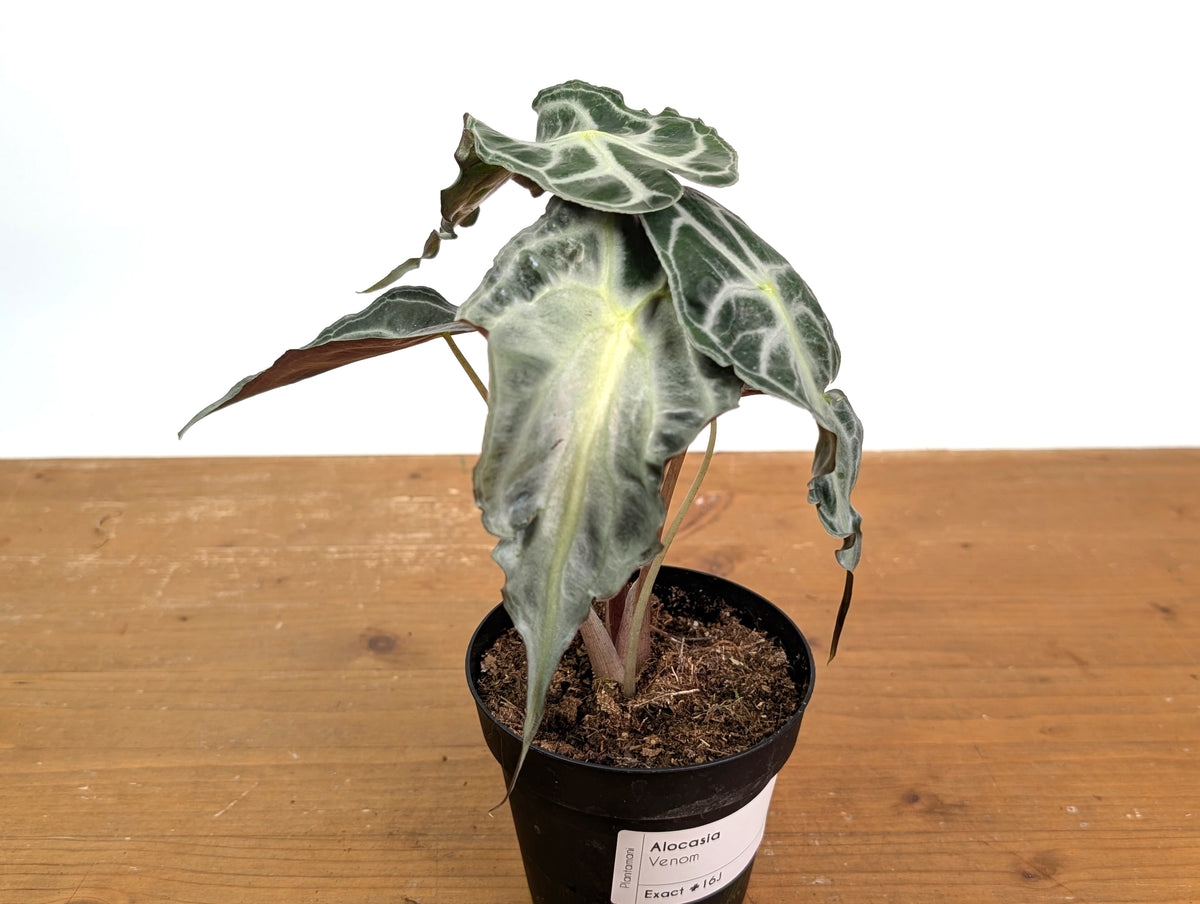 Alocasia Venom