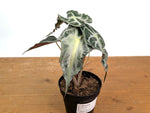 Alocasia Venom