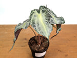 Alocasia Venom