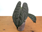 Anthurium besseae × A. luxurians ('Amazon Diamond')