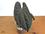 Anthurium besseae × A. luxurians ('Amazon Diamond')