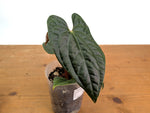 Anthurium besseae × A. luxurians ('Amazon Diamond')