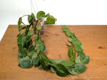 Ceratostema Pepeportillae