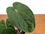Anthurium Forgetii x Luxurians