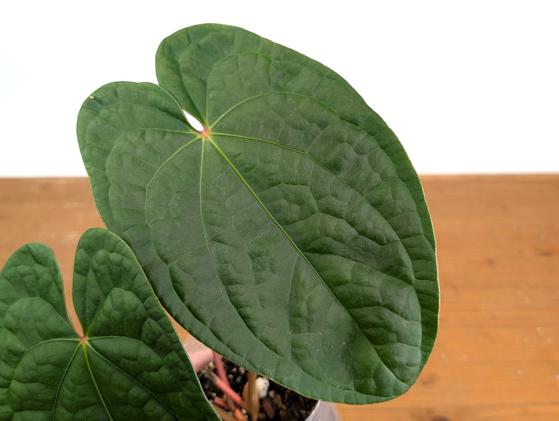Anthurium Forgetii x Luxurians