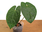 Anthurium Forgetii x Luxurians