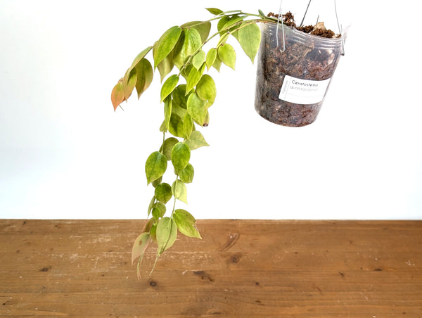 Ceratostema Gualaquizensis