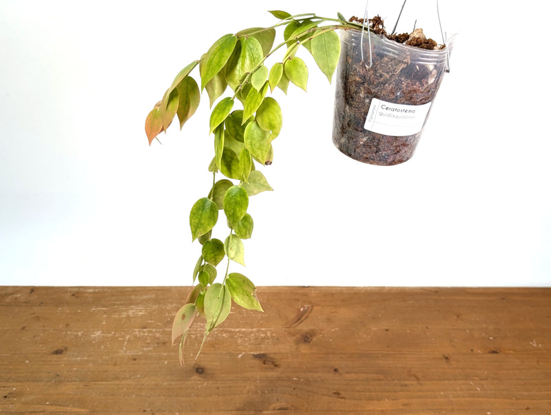 Ceratostema Gualaquizensis