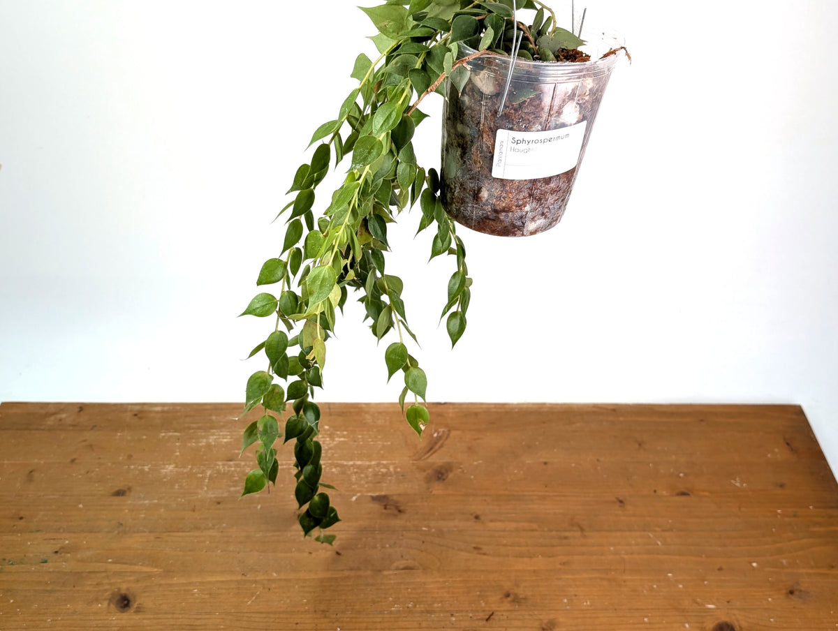 Sphyrospermum Haughtii