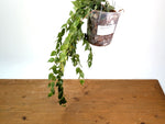Sphyrospermum Haughtii