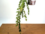 Sphyrospermum Haughtii